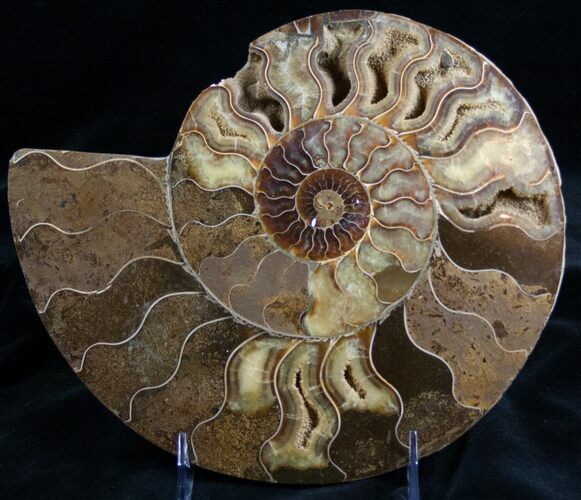 Stunning Polished Ammonite - Half #7225